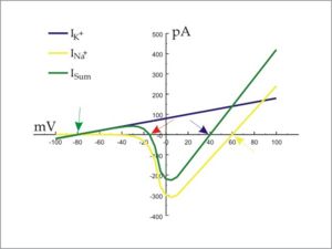 A plot of current (ion flux) against voltage (transmembrane potential) illustrates the action potential threshold (red arrow) of an idealized cell.