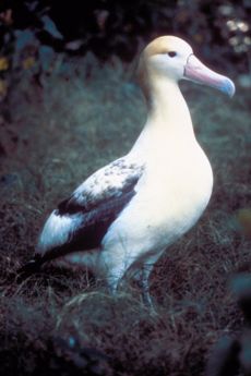 Short-tailed Albatross (Phoebastria albatrus)