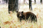 An American Black Bear with a conspicuous ear tag browsing on its natural foods in Yosemite Valley.