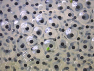 Frogspawn