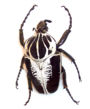 Goliath beetle