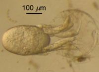 A nauplius of Euphausia pacifica hatching, emerging backwards from the egg.