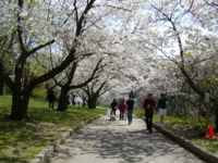 Late spring scene in High Park, in Toronto's west end.