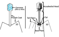 Diagram of a bacteriophage