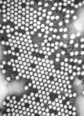 The polio virus