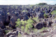 Limestone pinnacles remain after phosphate mining.