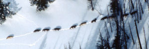 A wolf pack in Yellowstone National Park, with the alphas leading and the omega in the rear.