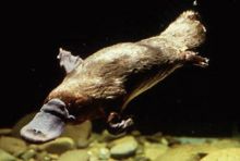 The Platypus is one of a small group of venomous mammals.