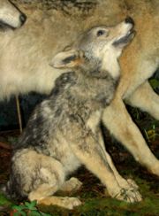 A wolf pup looks up to others in the pack for protection.