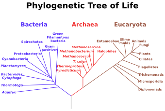 A phylogenetic tree of all living things, based on rRNA gene data, showing the separation of the three domains bacteria, archaea, and eukaryotes as described initially by Carl Woese.  Trees constructed with other genes are generally similar, although they may place some early-branching groups very differently, presumably owing to rapid rRNA evolution.  The exact relationships of the three domains are still being debated.