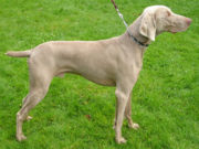 Some dogs, like this Weimaraner, have their predatory instincts suppressed in order to better assist human hunters.