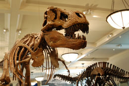 Mounted skeletons of Tyrannosaurus (left) and Apatosaurus (right) at the AMNH.