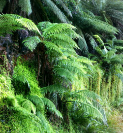 Dicksonia antarctica, a species of tree fern.