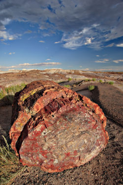 A petrified log in Petrified Forest National Park.