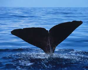 The flukes of a Sperm Whale as it dives into the Gulf of Mexico (courtesy NMFS)