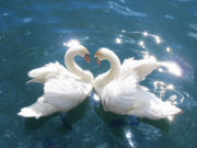 The swan is an important motif in Advaita Vedanta. Its symbolic meanings are: firstly; upon verbally repeating hamsa (the Sanskrit word for Swan), it becomes so-aham (Sanskrit, "I am That"). Secondly, even as a swan lives in water its feathers are not soiled by water, a liberated Advaitin lives in this world full of maya but is untouched by its illusion. Thirdly, a monk of the Dashanami order is called a Paramahamsa ("the supreme swan")