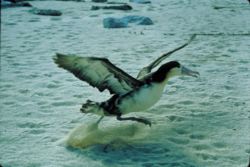 Taking off is one of the main time albatrosses use flapping in order to fly, and is the most energetically demanding part of a journey.