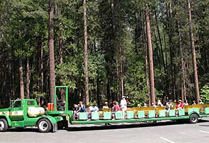 A tram in the Mariposa Grove of Giant Sequoia.