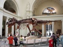 Tyrannosaurus rex skeleton at the Field Museum of Natural History.