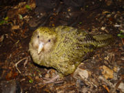 Photo of a 1-year-old Kakapo on Codfish Island 