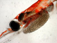 The head of a female krill of the sac-spawning species Nematoscelis difficilis with her brood sac. The eggs have a diameter of 0.3 – 0.4�mm.