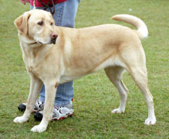 Labrador Retrievera breed of domestic dog