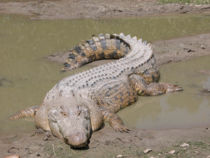 The Saltwater Crocodile is the largest species of crocodile in the world.