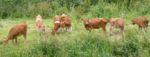 Guernsey cattle