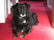 This Collie/Saluki angles her ears to find the source of a sound.