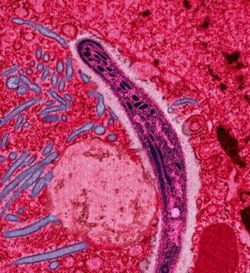 A Plasmodium sporozoite traverses the cytoplasm of a mosquito midgut epithelial cell in this false-color electron micrograph.