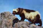 The Wolverine, generally only found in Lapland, is an iconic Finnish predator.