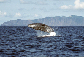 Sperm Whale jumping at the Azores