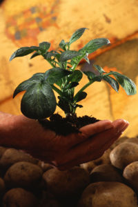 Potato plant. Potatoes spread to the rest of the world after European contact with the Americas in the late 1400s and early 1500s and have since become an important field crop.