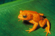 Golden toad (Ollotis periglenes) - last seen in 1989