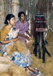 Production of sisal in Goa (Salcete)