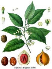 The nutmeg plant; native to Indonesia's Banda Islands and once one of the world's most valuable commodies, which drew European colonial powers to Indonesia