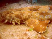 The Spotted Wobbegong is the largest wobbegong shark, reaching a length of 3.2�m.