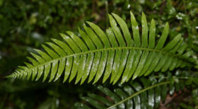 Fern frond