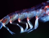 Beating pleopods of a swimming Antarctic krill.