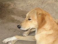 Amazonian dogs, such as this one from Alto Amazonas, Peru are critical for indigenous peoples' hunting strategies, particularly in the rain forest.