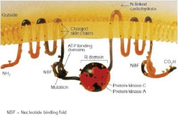 CFTR protein - Molecular structure of the CFTR protein