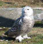 The Snowy Owl, an elusive and spectacular example of Finland's birdlife.