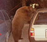 An American Black Bear breaking into a parked car