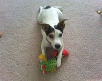 A Jack Russell Terrier playing with his toy.