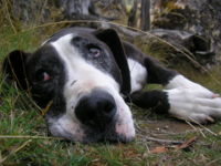 A 10-year-old Staffordshire Bull Terrier/Labrador.