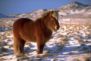 Norse settlers brought horses to Iceland, and they feature in a number of the sagas. The Icelandic horse has remained isolated since mediaeval times and has missed out on the selective breeding received by its continental kin.