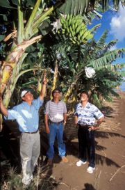 Inspecting bananas for fruit flies.