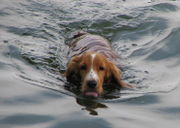 A dog swimming