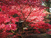 Autumn leaves at Westonbirt Arboretum, Gloucestershire, England.