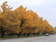 Ginkgos along Harlem Avenue in Riverside, Illinois.